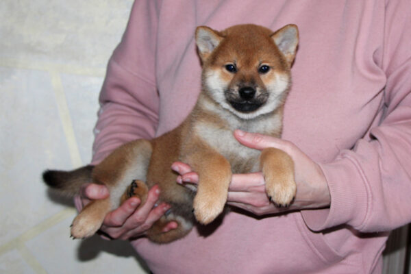 Quentin Shiba Inu Quentin Shiba Inu