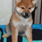 Quentin-male-Shiba-puppy-for-sale- (4)
