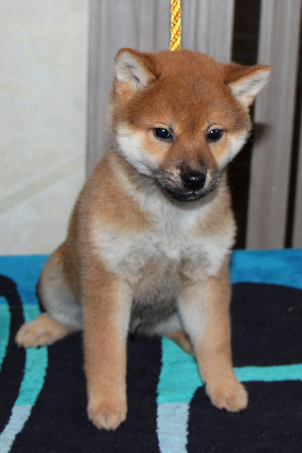 Quentin Shiba Inu Quentin Shiba Inu