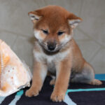Quentin-male-Shiba-puppy-for-sale- (5)