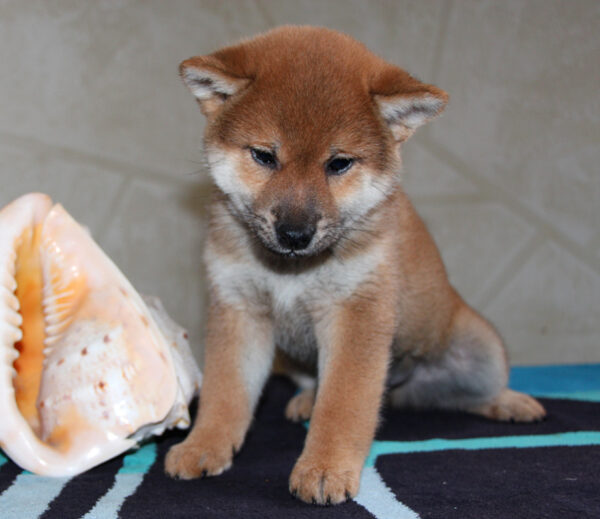 Quentin Shiba Inu Quentin Shiba Inu
