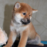 Quentin-male-Shiba-puppy-for-sale- (6)