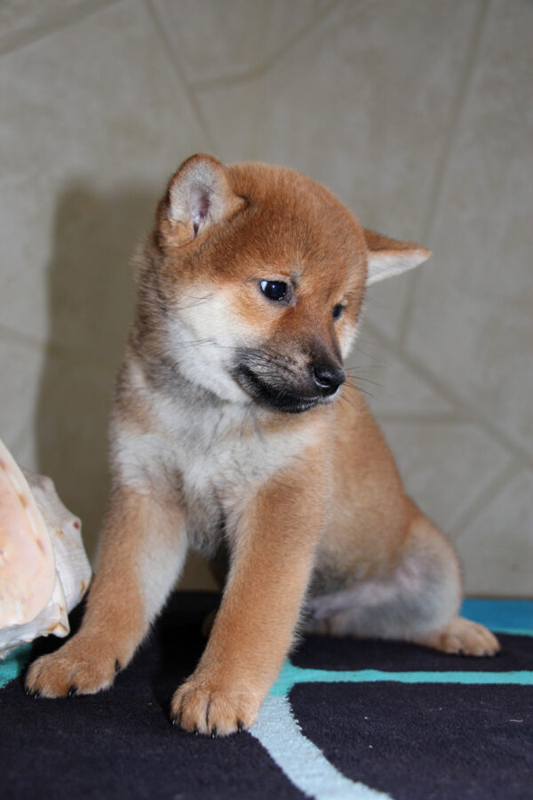 Quentin Shiba Inu Quentin Shiba Inu