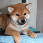 Quentin-male-Shiba-puppy-for-sale- (7)