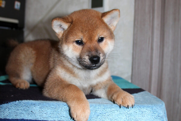 Quentin Shiba Inu Quentin Shiba Inu