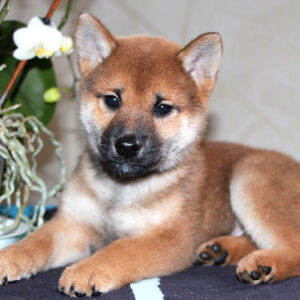 Quest Shiba Inu Quest Shiba Inu