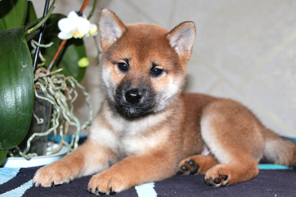 Quest Shiba Inu Quest Shiba Inu