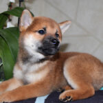 Quest-male-Shiba-puppy-for-sale- (2)
