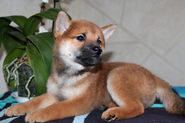 Quest Shiba Inu Quest Shiba Inu