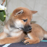 Quest-male-Shiba-puppy-for-sale- (3)