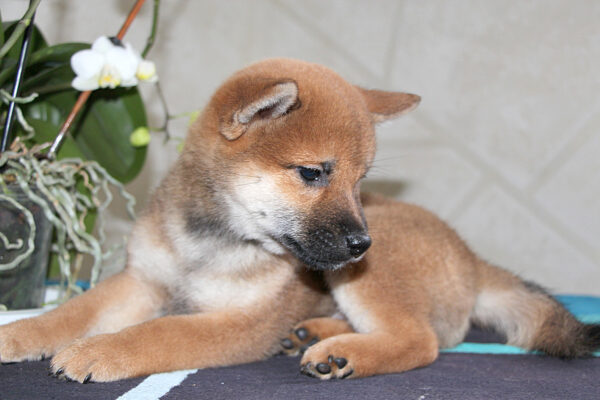 Quest Shiba Inu Quest Shiba Inu