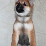 Quest-male-Shiba-puppy-for-sale- (4)