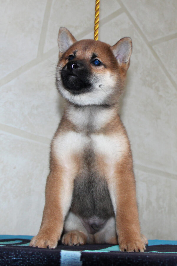 Quest Shiba Inu Quest Shiba Inu