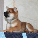 Quest-male-Shiba-puppy-for-sale- (5)