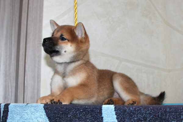 Quest Shiba Inu Quest Shiba Inu