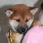 Quest-male-Shiba-puppy-for-sale- (6)