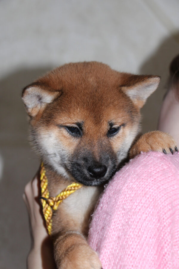Quest Shiba Inu Quest Shiba Inu