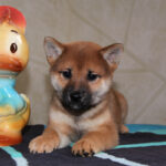 Quest-male-Shiba-puppy-for-sale- (7)