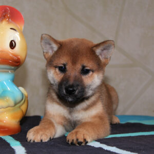 Quest Shiba Inu Quest Shiba Inu