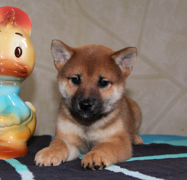 Quest Shiba Inu Quest Shiba Inu