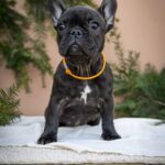 Quinca-female-French-bulldog-puppy-for-sale-1