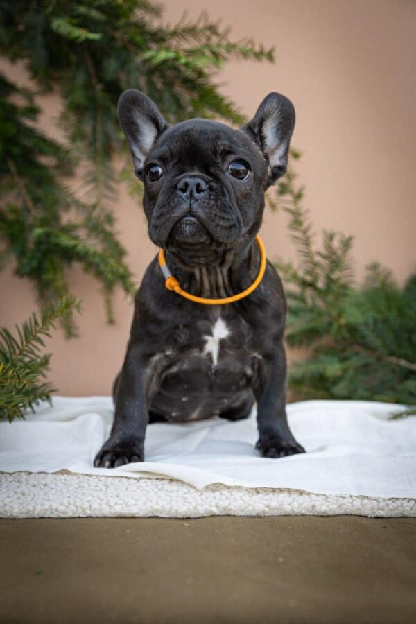 Quinca French Bulldog Quinca French Bulldog
