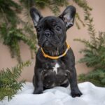 Quinca-female-French-bulldog-puppy-for-sale-2