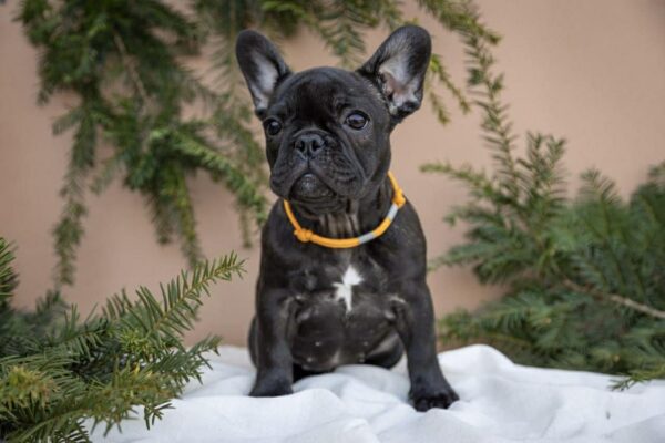 Quinca French Bulldog Quinca French Bulldog