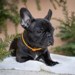 Quinca-female-French-bulldog-puppy-for-sale-3
