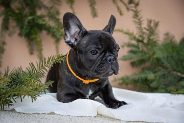 Quinca French Bulldog Quinca French Bulldog