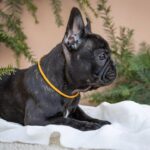 Quinca-female-French-bulldog-puppy-for-sale-4