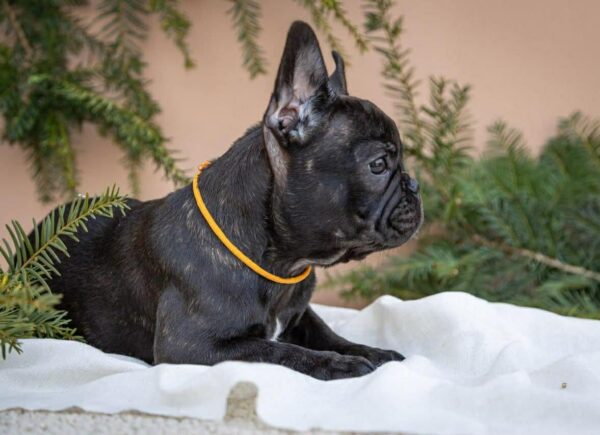 Quinca French Bulldog Quinca French Bulldog
