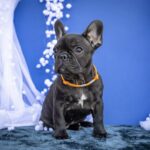 Quinca-female-French-bulldog-puppy-for-sale-5