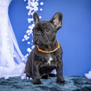 Quinca French Bulldog Quinca French Bulldog