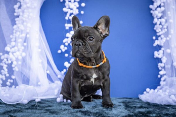 Quinca French Bulldog Quinca French Bulldog