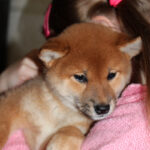 Quincy-female-Shiba-puppy-for-sale- (1)
