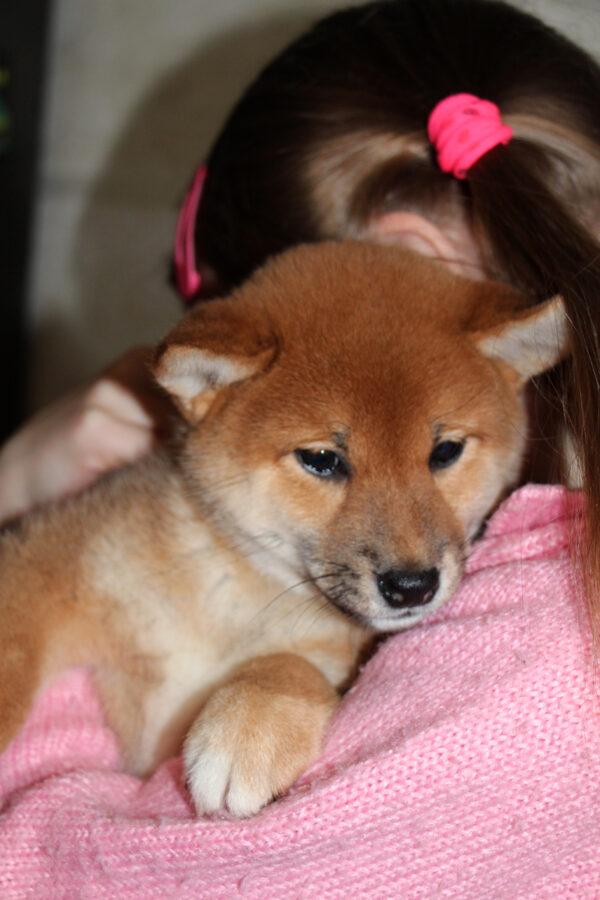 Quincy Shiba Inu Quincy Shiba Inu