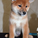 Quincy-female-Shiba-puppy-for-sale- (2)