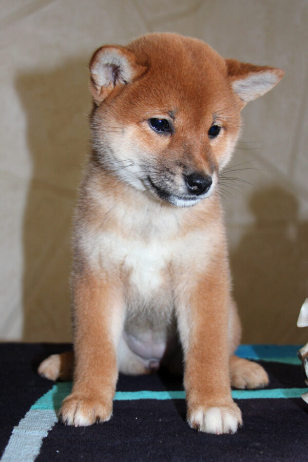 Quincy Shiba Inu Quincy Shiba Inu