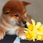 Quincy-female-Shiba-puppy-for-sale- (3)