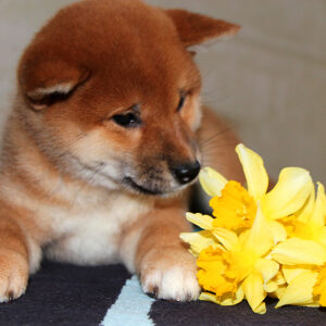 Quincy Shiba Inu Quincy Shiba Inu