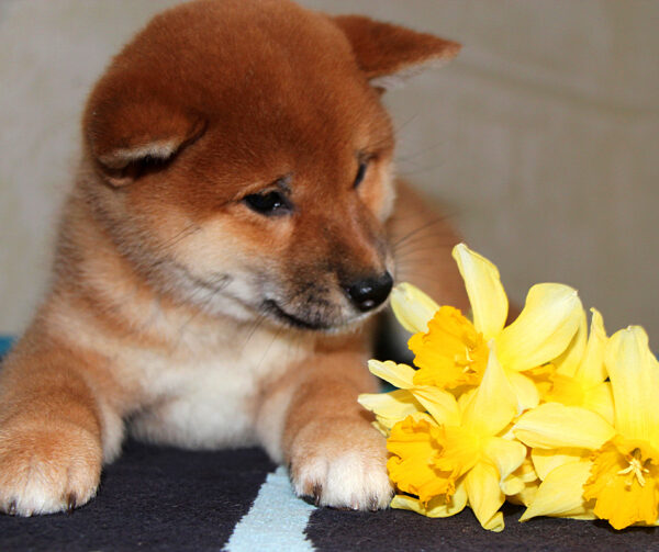 Quincy Shiba Inu Quincy Shiba Inu
