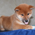 Quincy-female-Shiba-puppy-for-sale- (4)