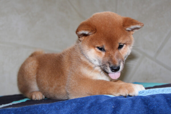 Quincy Shiba Inu Quincy Shiba Inu