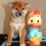 Quincy-female-Shiba-puppy-for-sale- (5)