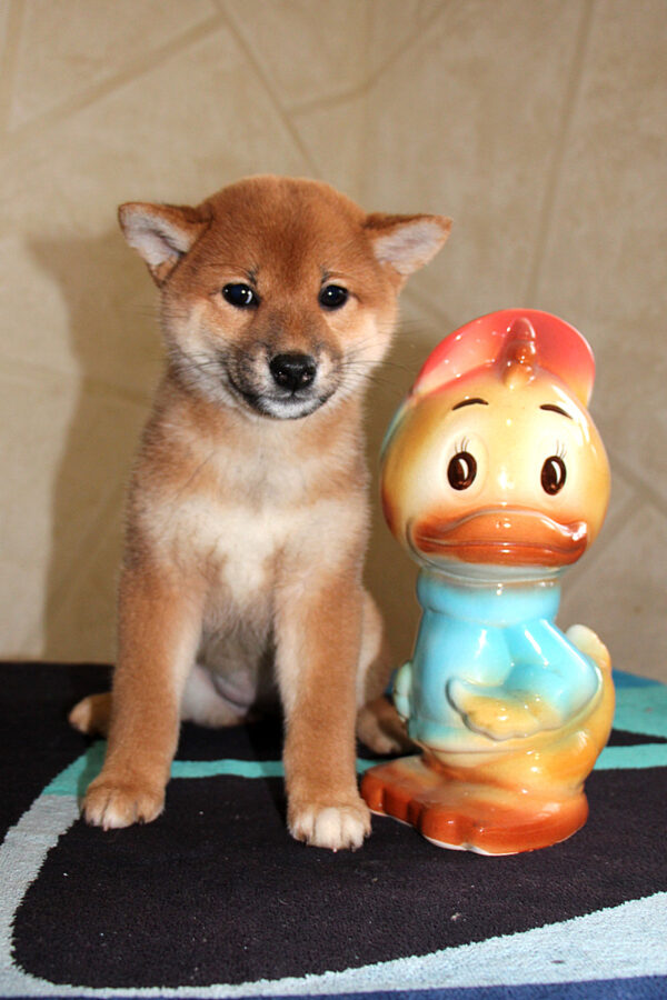 Quincy Shiba Inu Quincy Shiba Inu