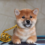 Quincy-female-Shiba-puppy-for-sale- (6)