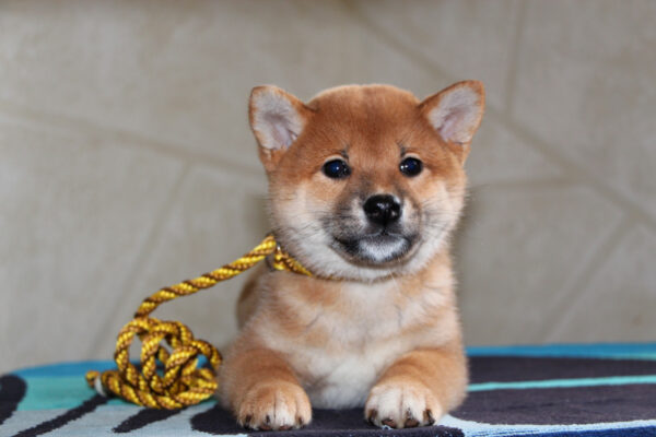 Quincy Shiba Inu Quincy Shiba Inu