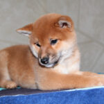 Quincy-female-Shiba-puppy-for-sale- (7)