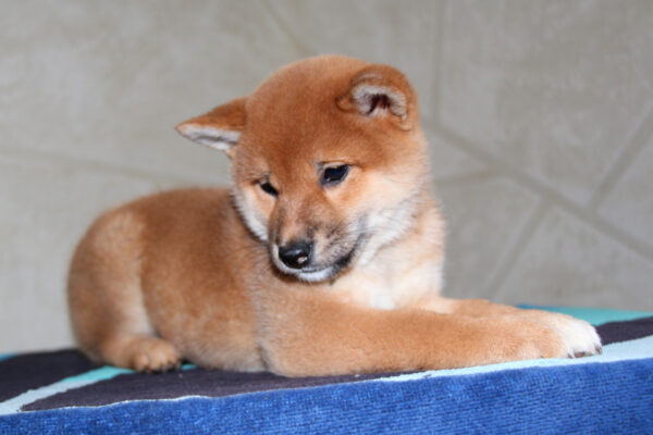 Quincy Shiba Inu Quincy Shiba Inu